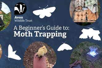 Pictures of moths of people's hands, an elephant hawkmoth, a muslin moth, and a moth trap on a dark blue background, text reads 'A Beginner's Guide to Moth Trapping'