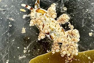 A small, pale sea slug (Capellinia fustifera) with a translucent body covered in clusters of rounded cerata tipped with white rings. The slug has two slender rhinophores and is resting on a dark surface near a piece of brown seaweed.