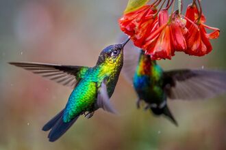 A hummingbird drinking nectar