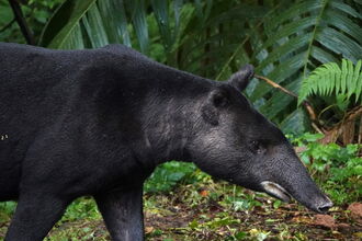 A mountain tapir