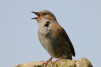 Dunnock singing