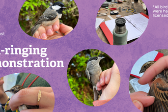 Purple background which pictures of bird-ringing, birds in people hands including a sparrow, a blackcap and a coal tit