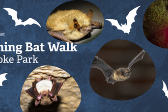 A black background with 3 pictures of bats on, and one picture of a bat detector, a small box with red digital numbers displayed