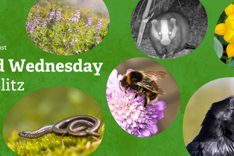Green background with pictures of bird'sfoot trefoil, a raven, a slow worm, a bumblebee, a badger and some flowers