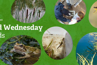 Green background with pictures of a newt, a pond, a frog, and some young people pond dipping