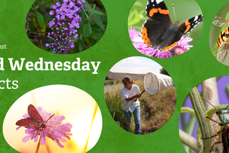 Green background with pictures of a moth, a rosemary beetle, a buttterfly, a hoverfly and a person sweep netting