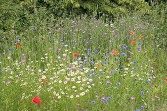 A meadow full of native wildflowers