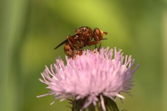 A ferruginous beegrabber on a pink flower. It's a hunched, reddish-brown fly with a yellow face