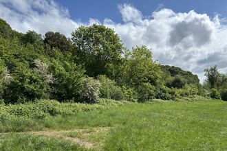 Bennett's Patch and White's Paddock in spring