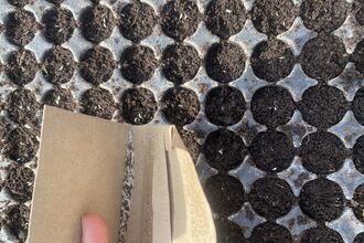 Seeds being put into a seed tray