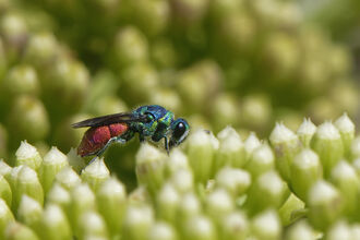 Ruby-tailed wasp