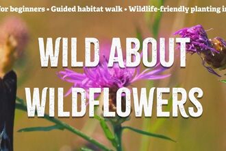 Wild About Wildflowers - Courses title on purple flowering Knapweed
