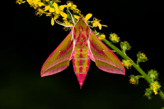 An elephant hawk-moth at night