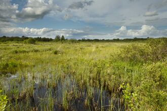 Bog habitat - (c) Ben Hall 2020VISION