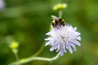 Buff Tailed Bumblebee (c) Gavin Dickson