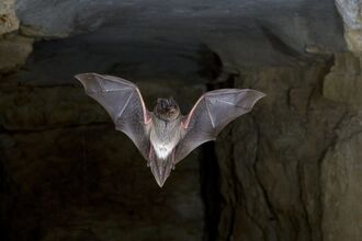 A barbastelle bat in a cave, in flight