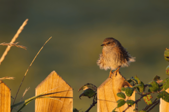 A moulting dunnock sat on a fence