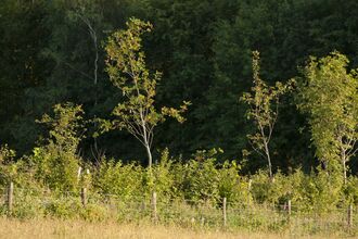 Young trees (c) Ross Hoddinott 2020 Vision