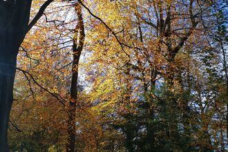 Prior's Wood in the autumn, with yellow and brown leaves and a bright blue sky