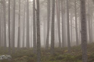 Misty Woodland (c) Peter Cairns 2020 Vision