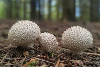 Puffball fungi on a woodland floor