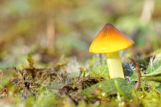 A waxcap mushroom with an organge and yellow cap