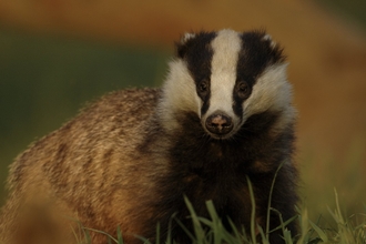 Badger