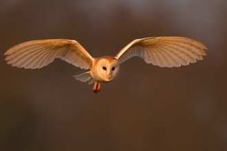 barn owl in flight