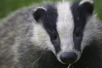 European badger (Meles meles) cub, staring, 