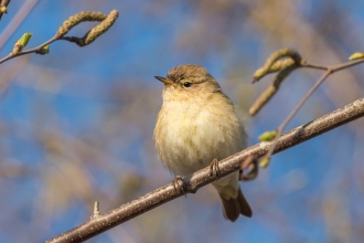 Chiffchaff