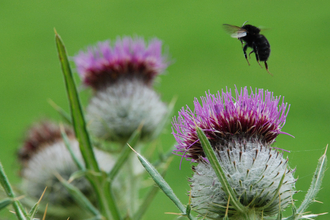 Common thistle and bumblebee