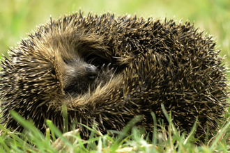 Curled up hedgehog