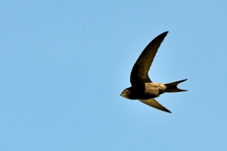 Swift in flight