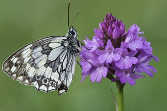 Marbled white butterfly on pyramidal orchid