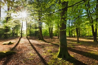 woodland in sunlight showing open habitat for wildlife