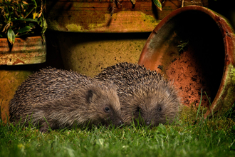 Hedgehogs