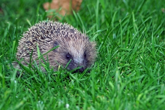 A hedgehog on a lawn