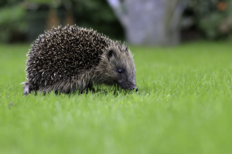 hedgehog