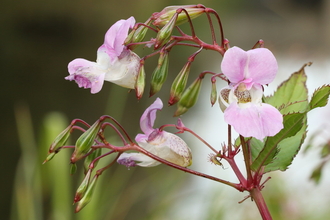 Himalayan Balsam