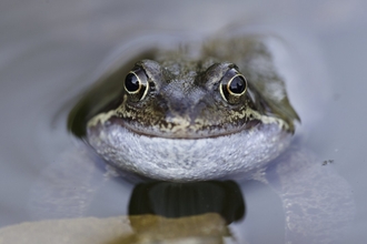 common frog