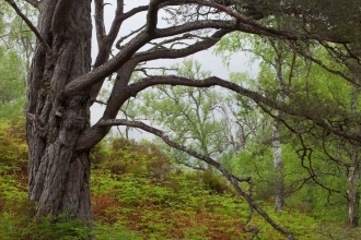 Woodland tree