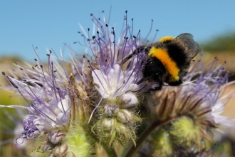 White-tailed bumblebee