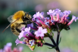 bee on verbenum flower