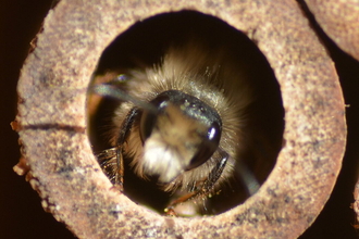 Red mason bee peeking out of bee hotel