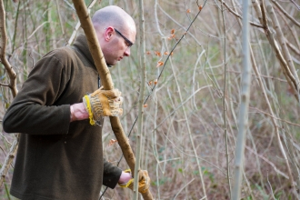 Coppicing hazel