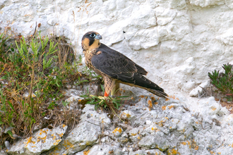 Peregrine falcon