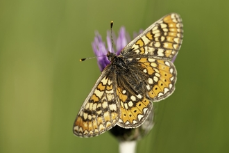 Marsh fritillary