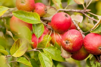 Orchard apples
