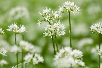 Wild Garlic