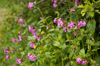 Red campion